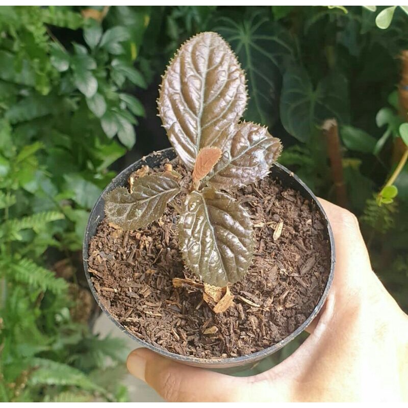 ARDISIA SP SUMATRA ORIGINAL
