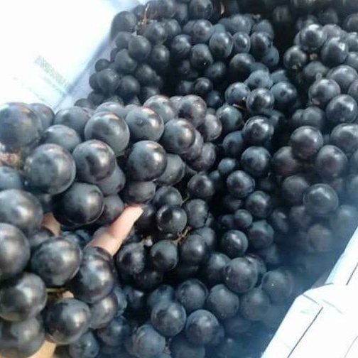 

anggur hitam anggur bali fresh petian 10kg