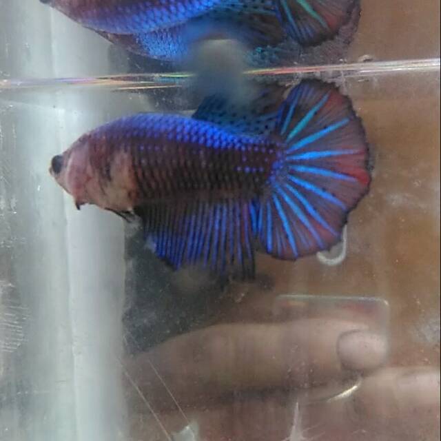 Cupang female galaxy HMPK