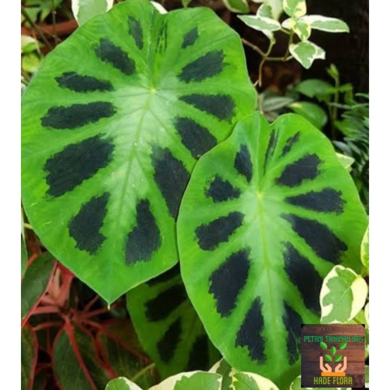 Tanaman hias colocasia heterochroma