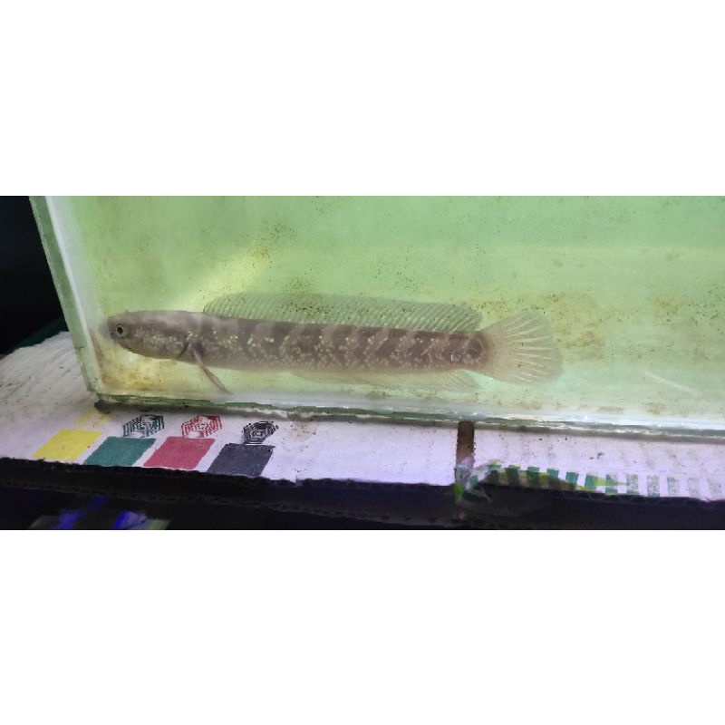 Channa Asiatica WS pure female 18-20cm