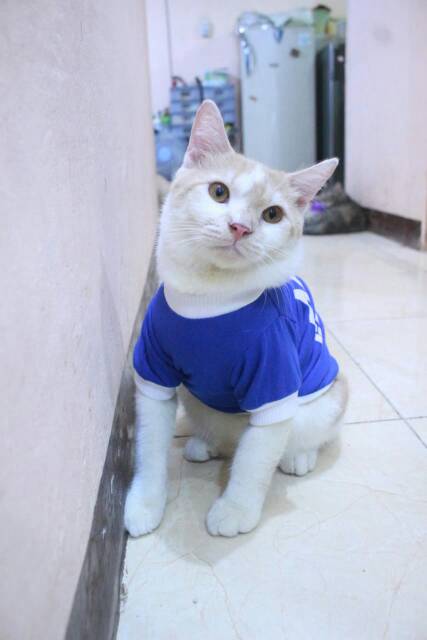 Kaos sablon aku bukan gembel untuk kucing dan anjing / baju kucing murah size S-XL