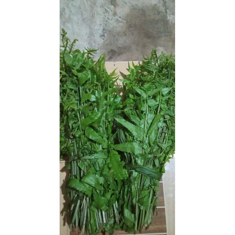 

pakis sayur500 g