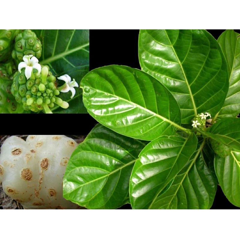 

daun mengkudu segar obat tradisional paket 300 GRAM