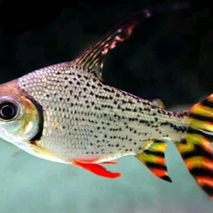 Ikan Red Feifeng Red Flagtail Perawatan Shopee Indonesia