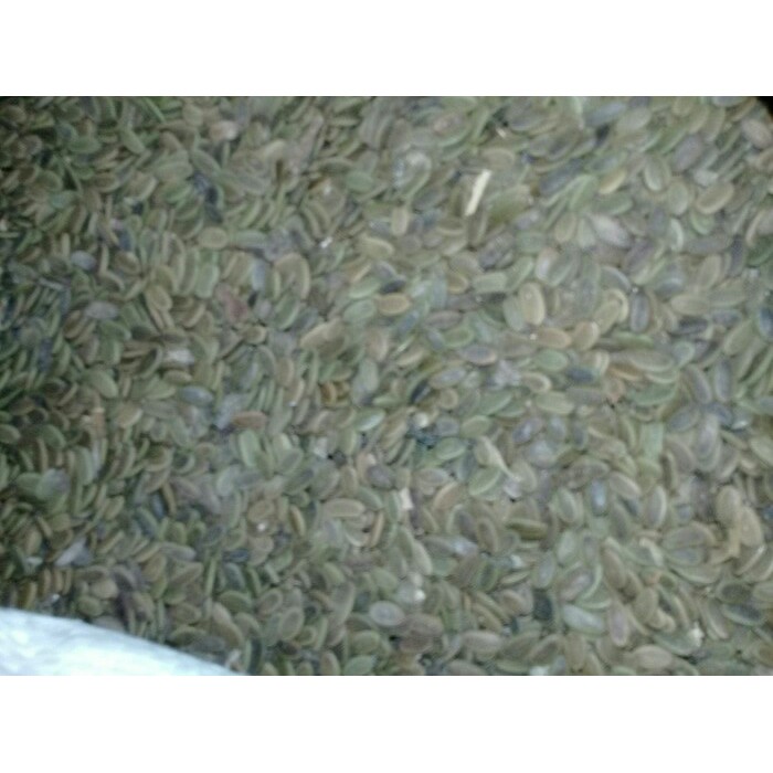 benih biji sengon laut