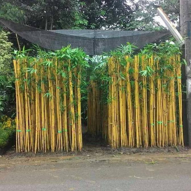 Tanaman bambu panda/bambu kuning