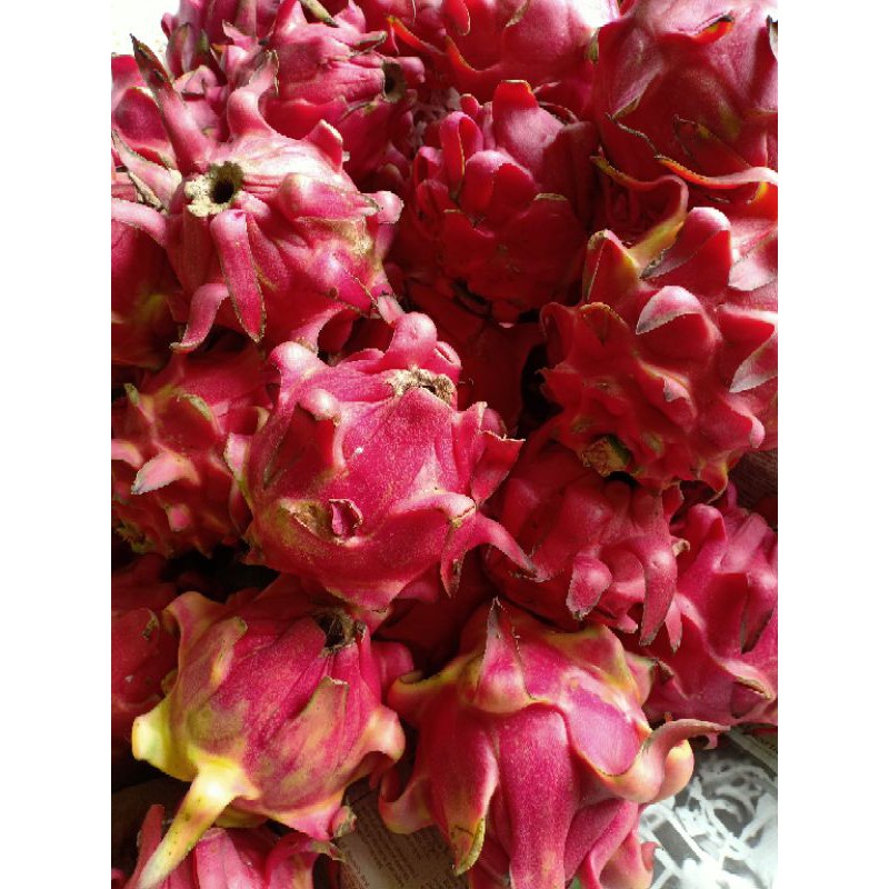 

buah naga segar