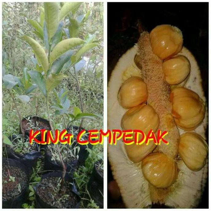 ASLI BIBIT BUAH CEMPEDAK KING MALAYSIA ORI