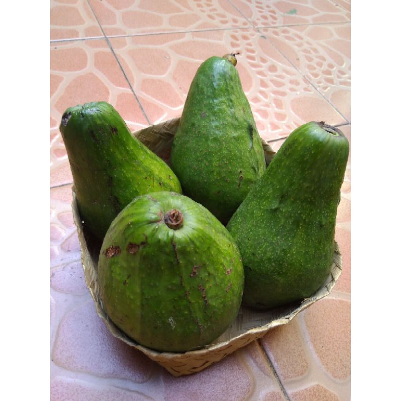 

Alpukat Super Alpukat Jumbo