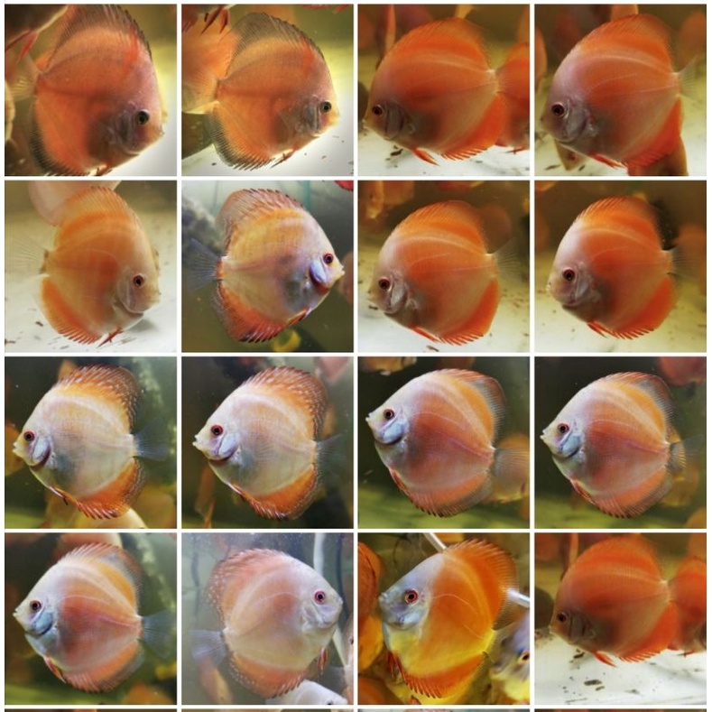 Ikan hias Discus Red Melon RM ukuran 3 inch UP, ikan asli seperti foto, ud bs makan burger cabek plt