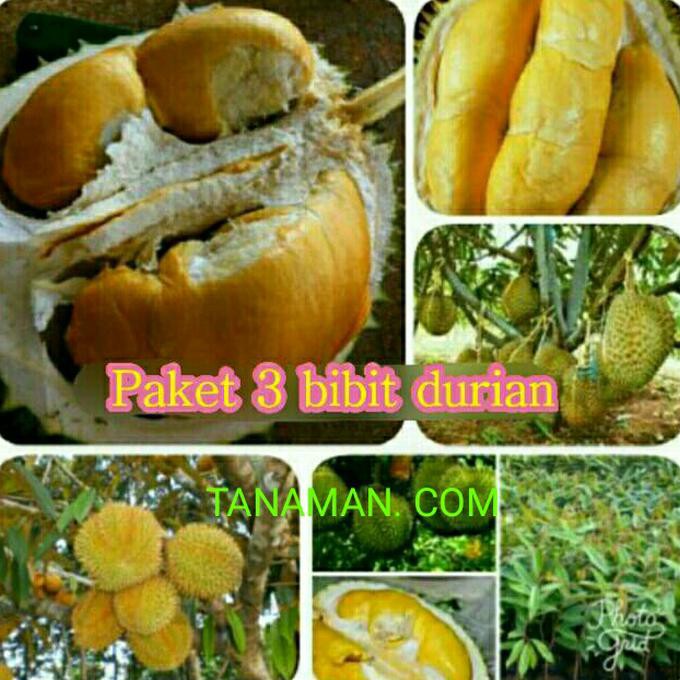 Asli Bibit Durian 3 Paket. Montong. Musangking. Bawor