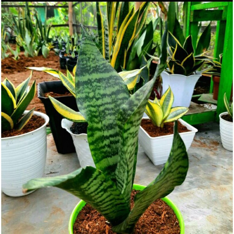 Sansevieria Trifasciata Black Robusta - Sansivera