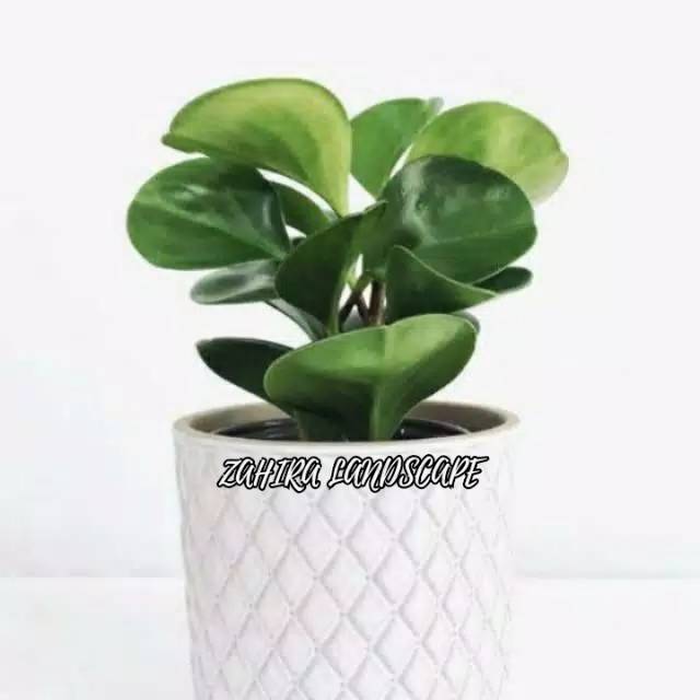 Tanaman Hias Paperomia - Paperomia Green - Jade Plant Green - Jadeplant Hijau - Teplan Ijo