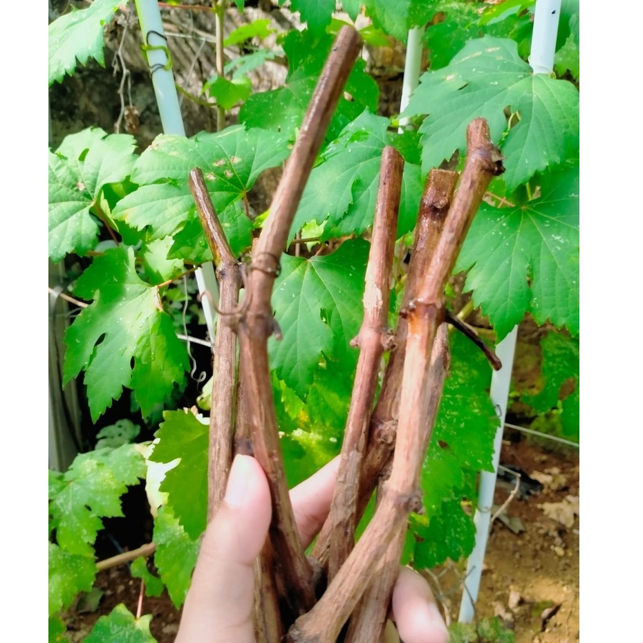 Jual Cutting Anggur - Rootstok cocok untuk batang bawah