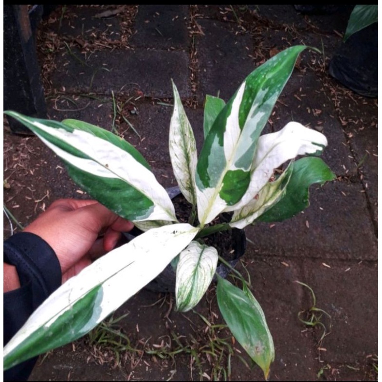 Tanaman Hias SepatuFilum Variegata (Baby)