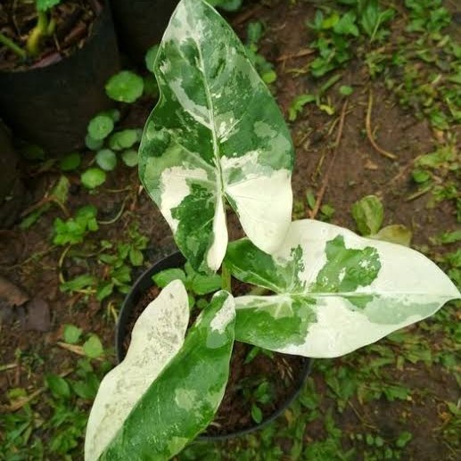 Sente Varigata / Alocasia Varigata