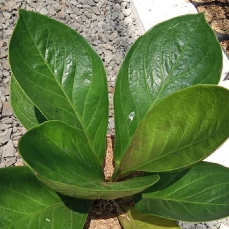 Tanaman hias Anthurium Jemani Mangkok / Anturium Jemani Mangkok