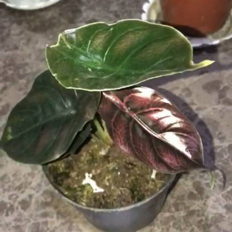 Alocasia Azlani | Ratu Alocasia