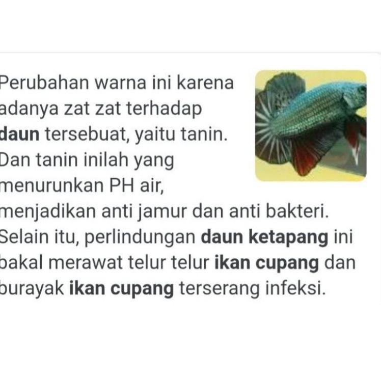 

T3rhot DAUN KETAPANG LAUT FERMENTASI BERKUALITAS 1KG BONUS 125grCodeeT.9. BO1