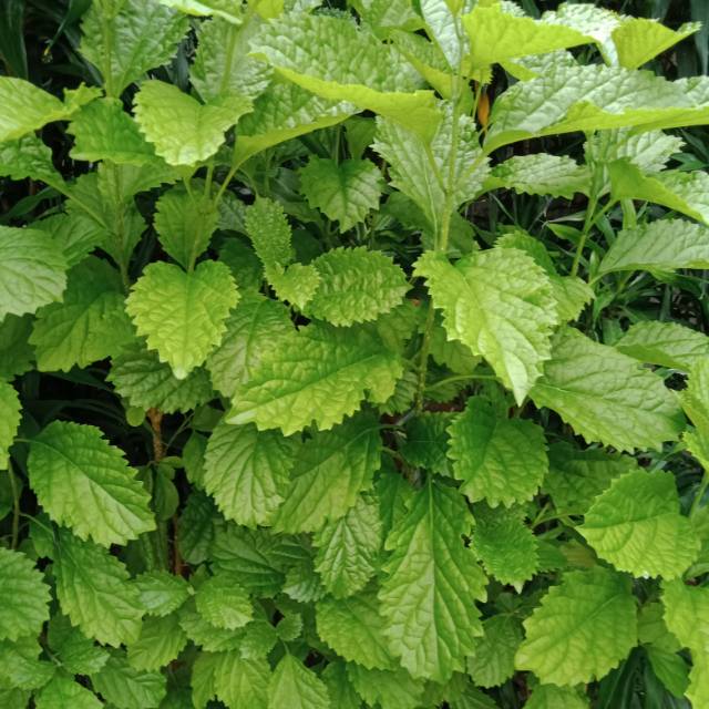 

Daun keji beling atau pecah beling segar 100 gram
