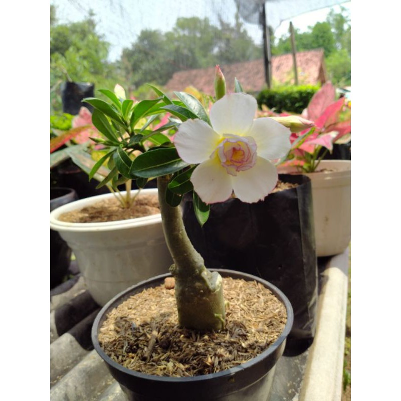 

bibit ADENIUM JEPANG