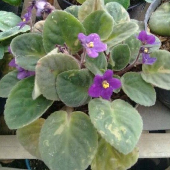 Tanaman Hias Violces ungu / bunga violces