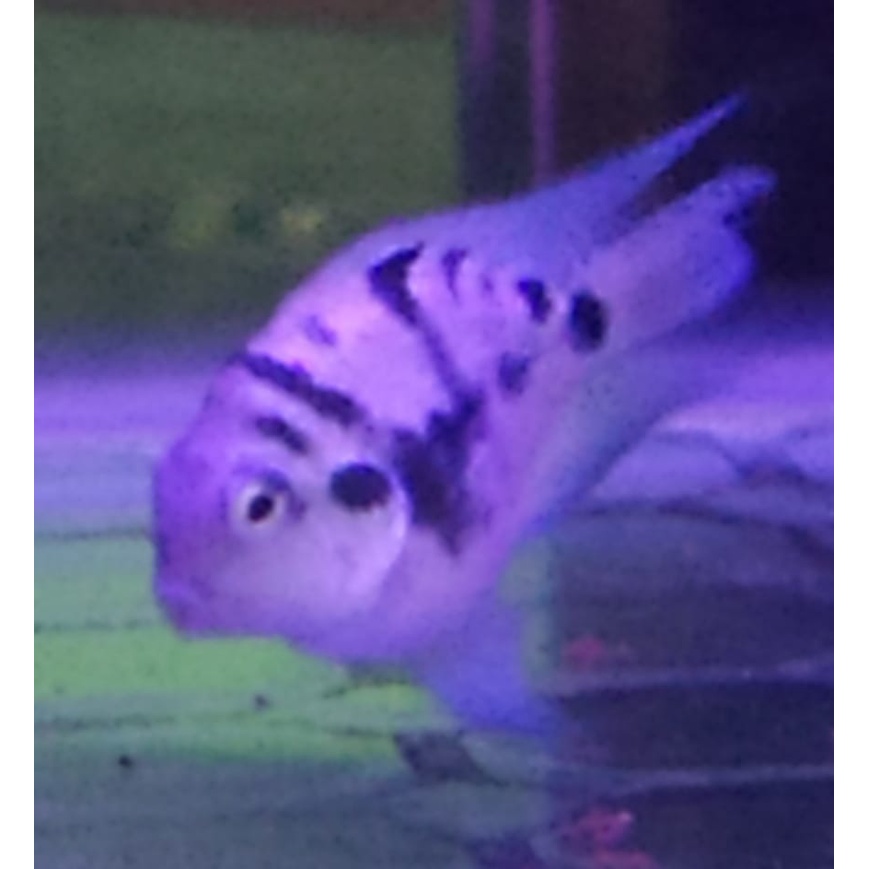 Ikan Hias Siklit Blue Polar & Platinum Polar Parrot