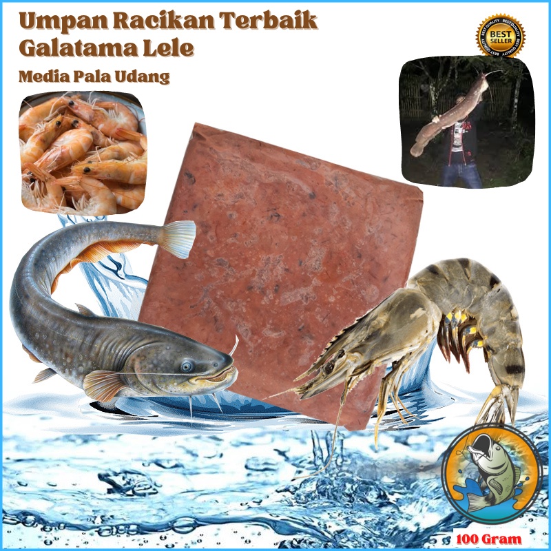 Jual Umpan Ikan Lele Galatama Gt Harian Lomba Ikan Lele Terbaik Siap