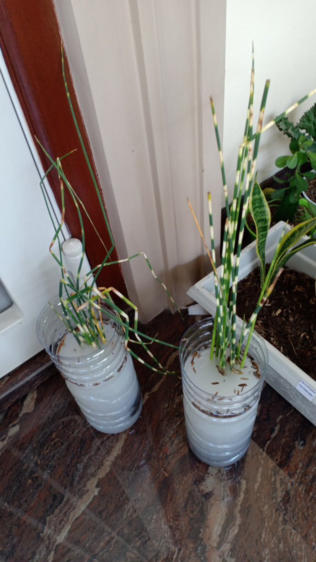 Tanaman Hias Bambu Air Variegata