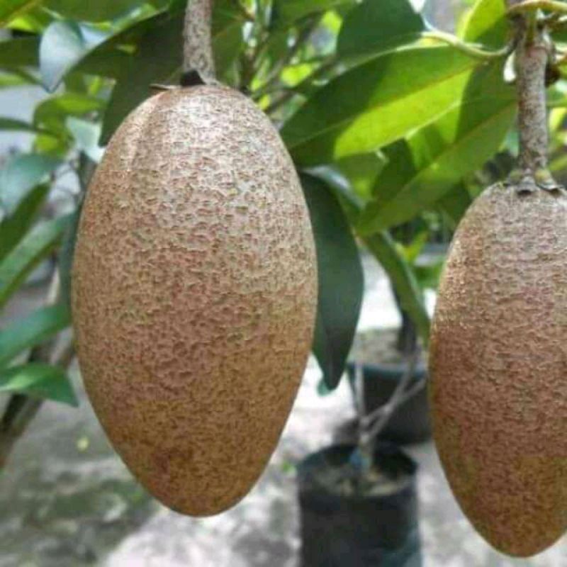 

Buah sawo muda segar per 250 gram