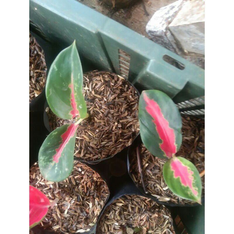 aglonema suksom jaipong bibit