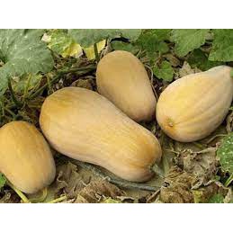 1 Biji - Benih LABU MADU F1 (Butternut squash)