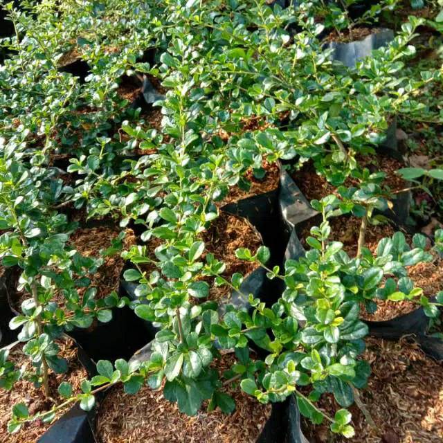 bibit hokianti mikro.