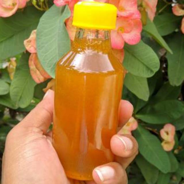 

Madu Hutan Manis Murni