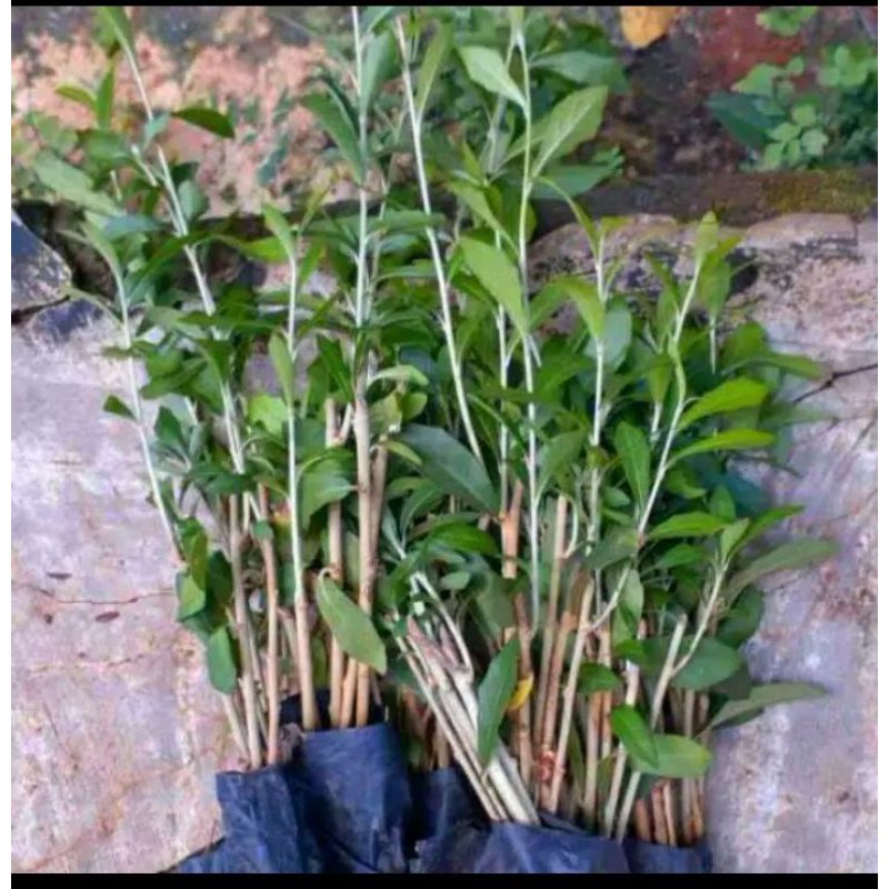 Paket 10 Tanaman Rambat Lee Kwan yew - tanaman rambat Lee Kwan yew