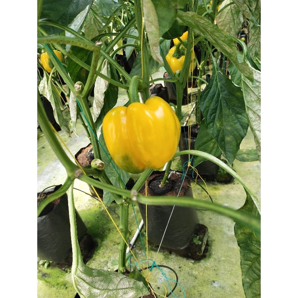 

paprika kuning