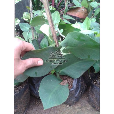 Tanaman Rambat Dolar Dollar Daun Besar Lebar Climbing Dollar