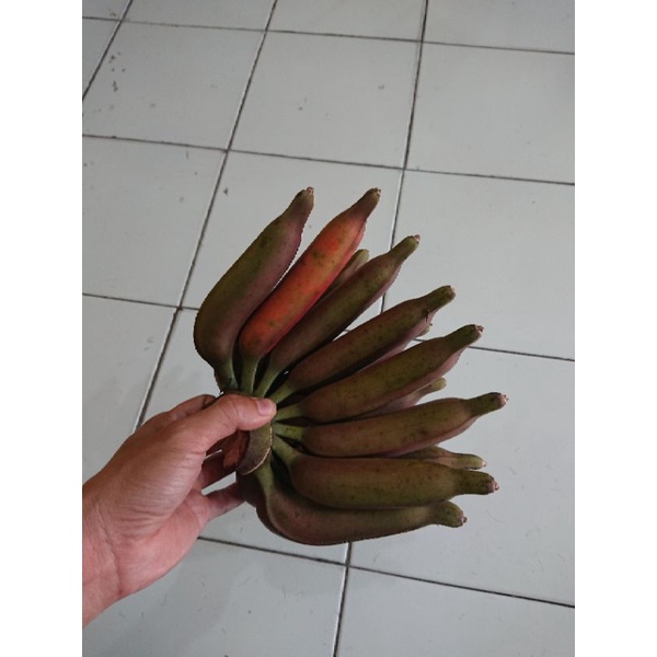 Bibit pisang asli raja nangka merah