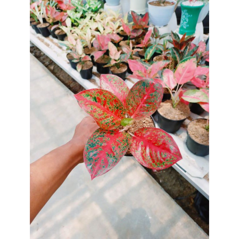 aglaonema red Stardust