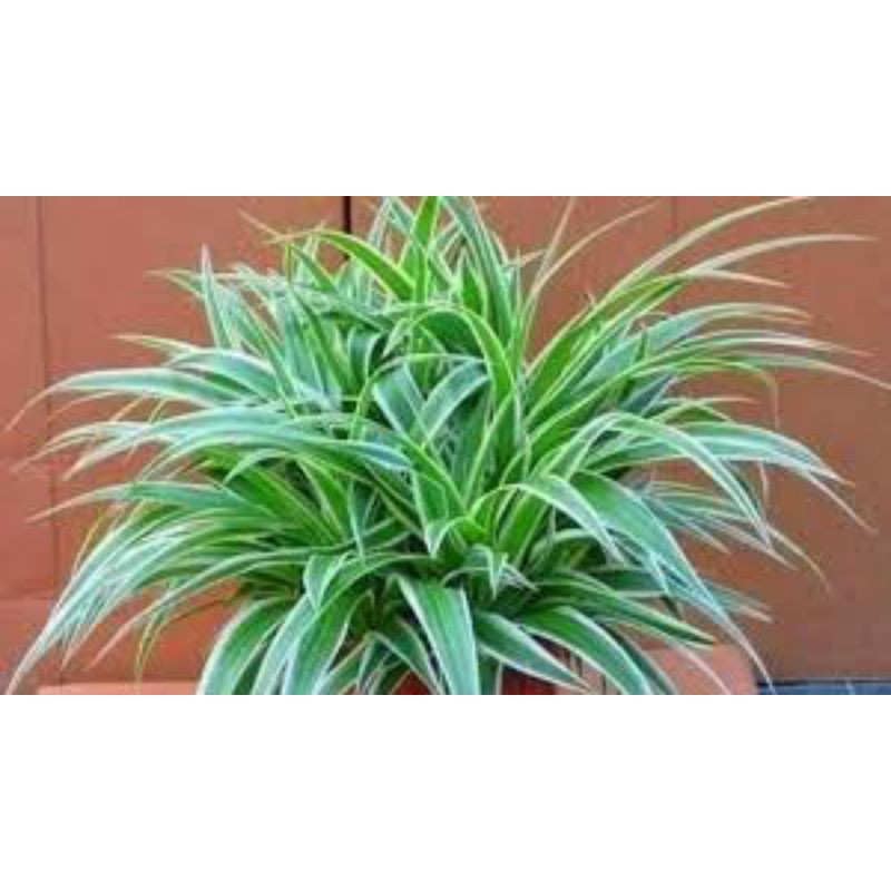 TANAMAN HIAS LILI PARIS |(CHLOROPHYTUM COMOSUM) |COD | TANAMAN HIAS MURAH MERIAH TERBAIK 2021