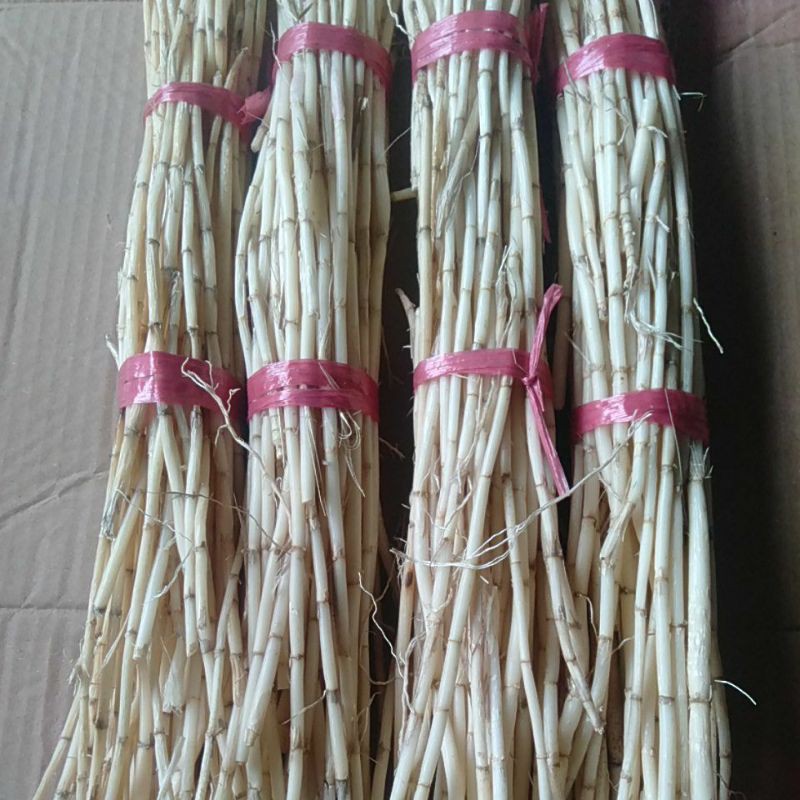 

Akar Ilalang Alang Segar / CogonGrass / BladyGrass @
