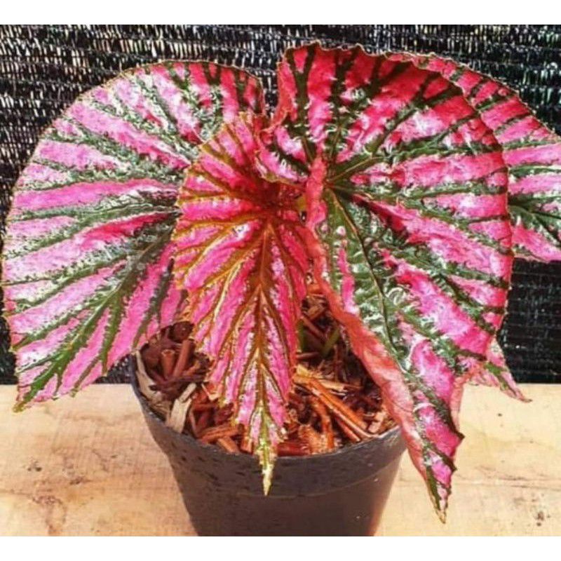 begonia rex walet