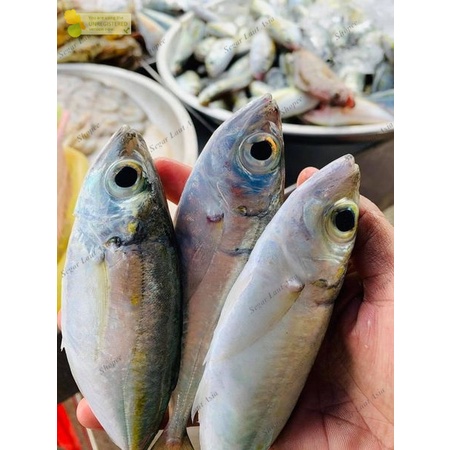 

Ikan Kembung Segar Kembung Mata Belo/Ikan Kembung FRESH