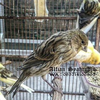 Jual Burung Kenari Putih Garansi Jantan Seumur Hidup Banyak