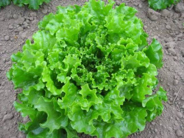 150 Biji - Benih Selada Keriting Hijau Bibit Selada BENIH SELADA Keriting Hijau F1