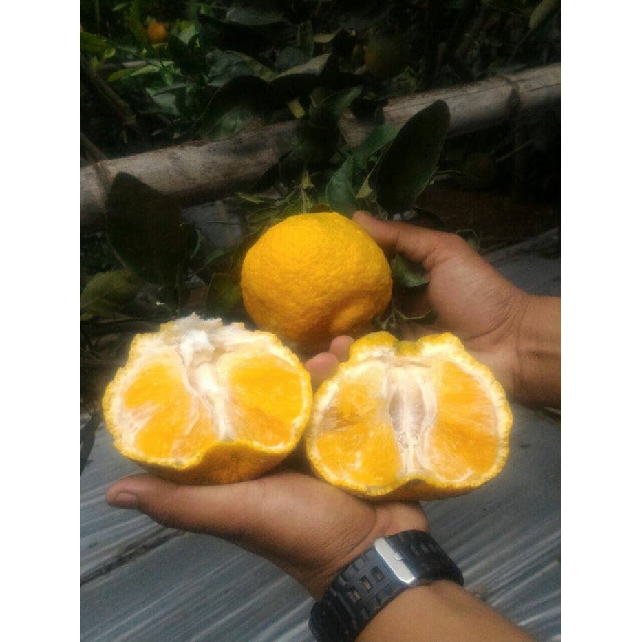 

BIBIT JERUK DEKOPON FR JEPANG Murah