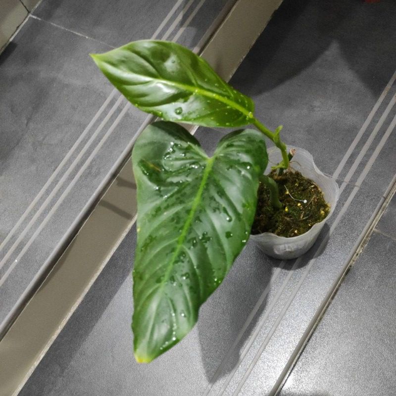 philodendron subhastatum