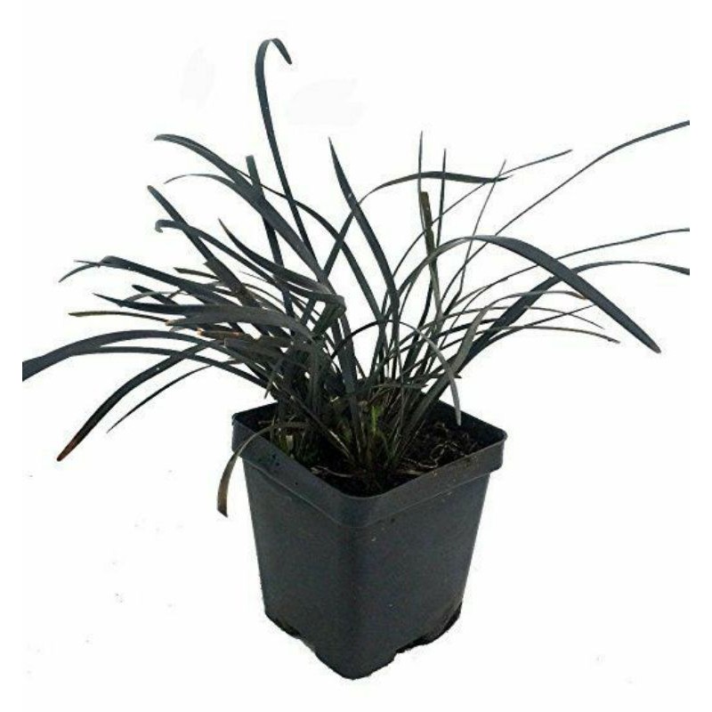 Jual Rumput hitam (ophiopogon planiscapus) | Shopee Indonesia