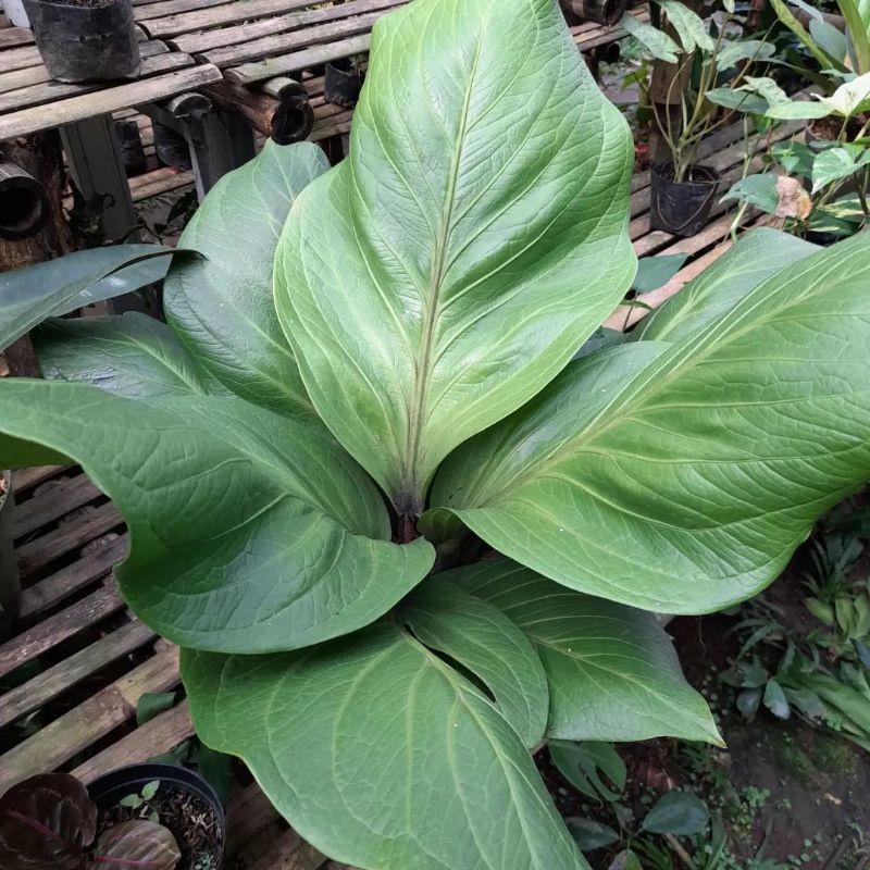 BISA COD Tanaman anthurium jemani katalog- tanaman sudah dewasa